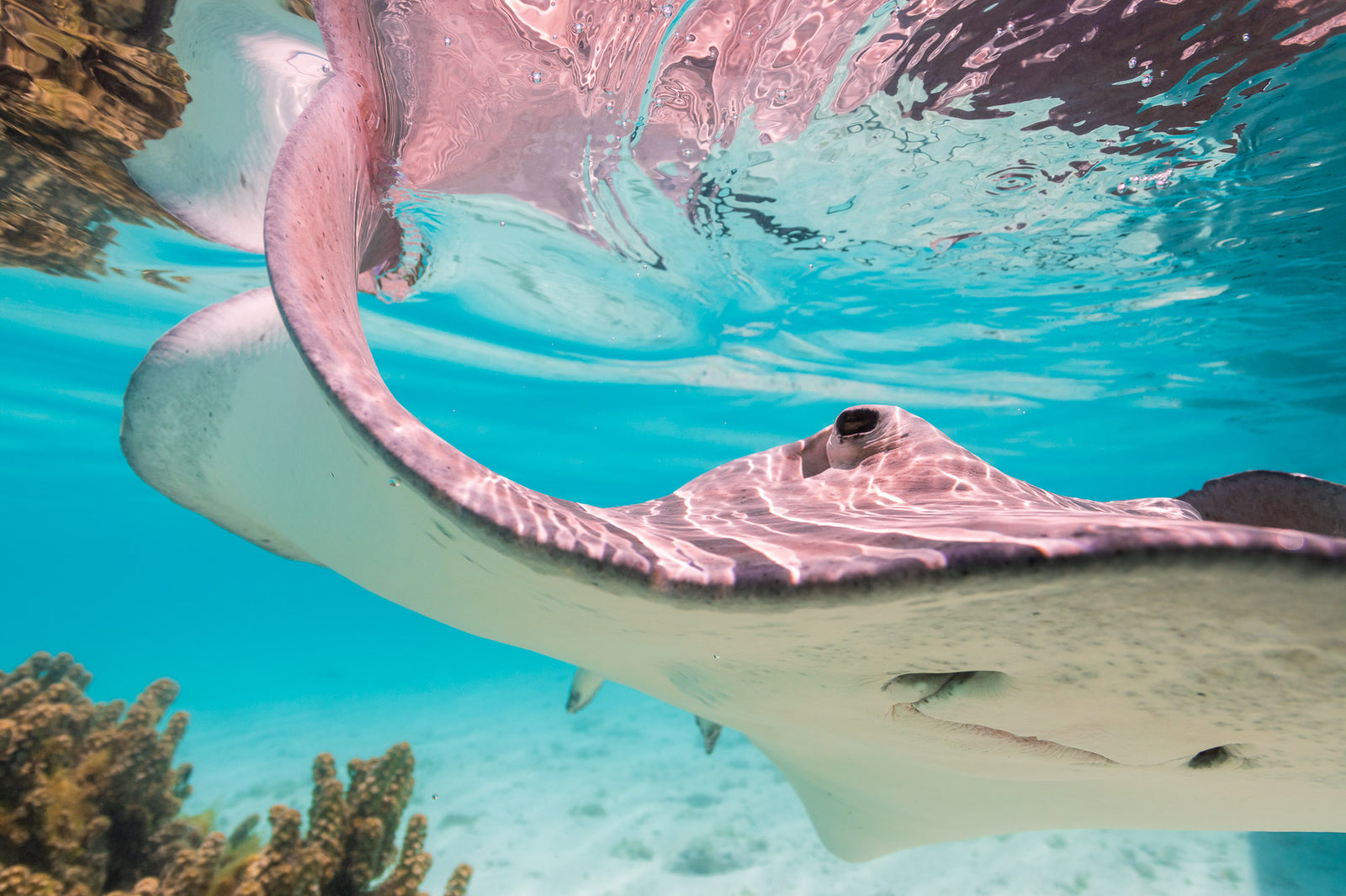 Stingray in Bora Bora