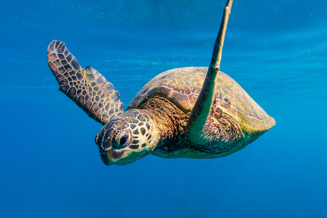 Want to Swim with Turtles on Maui? Try These 3 Spots
