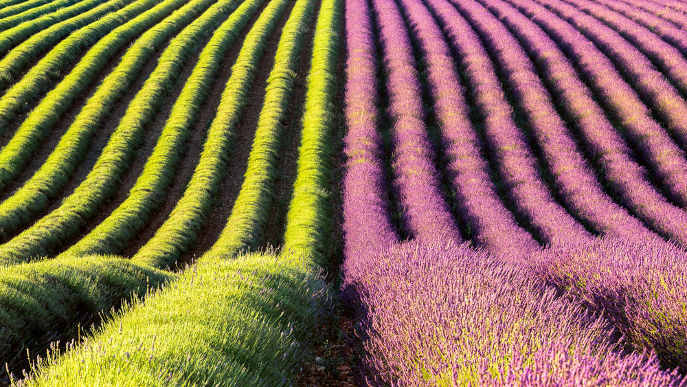 Lavender field in Provence, France