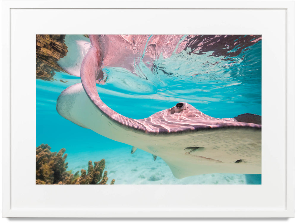 Framed print of a stingray in Bora Bora  Edit alt text