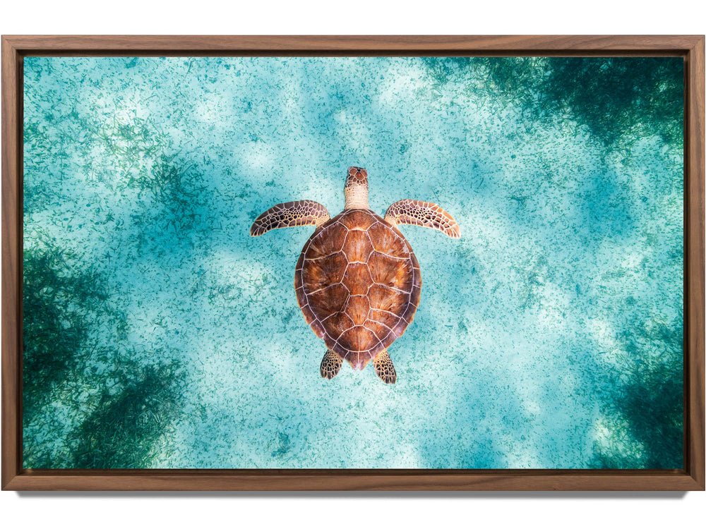 Framed print of a green sea turtle in Turks and Caicos
