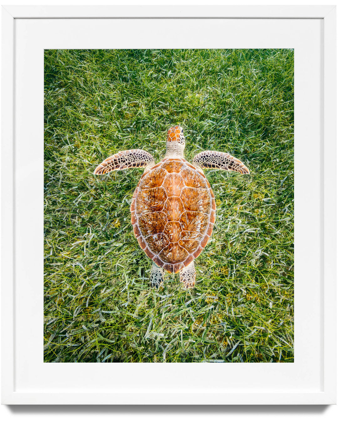 Framed print of a sea turtle in Turks and Caicos