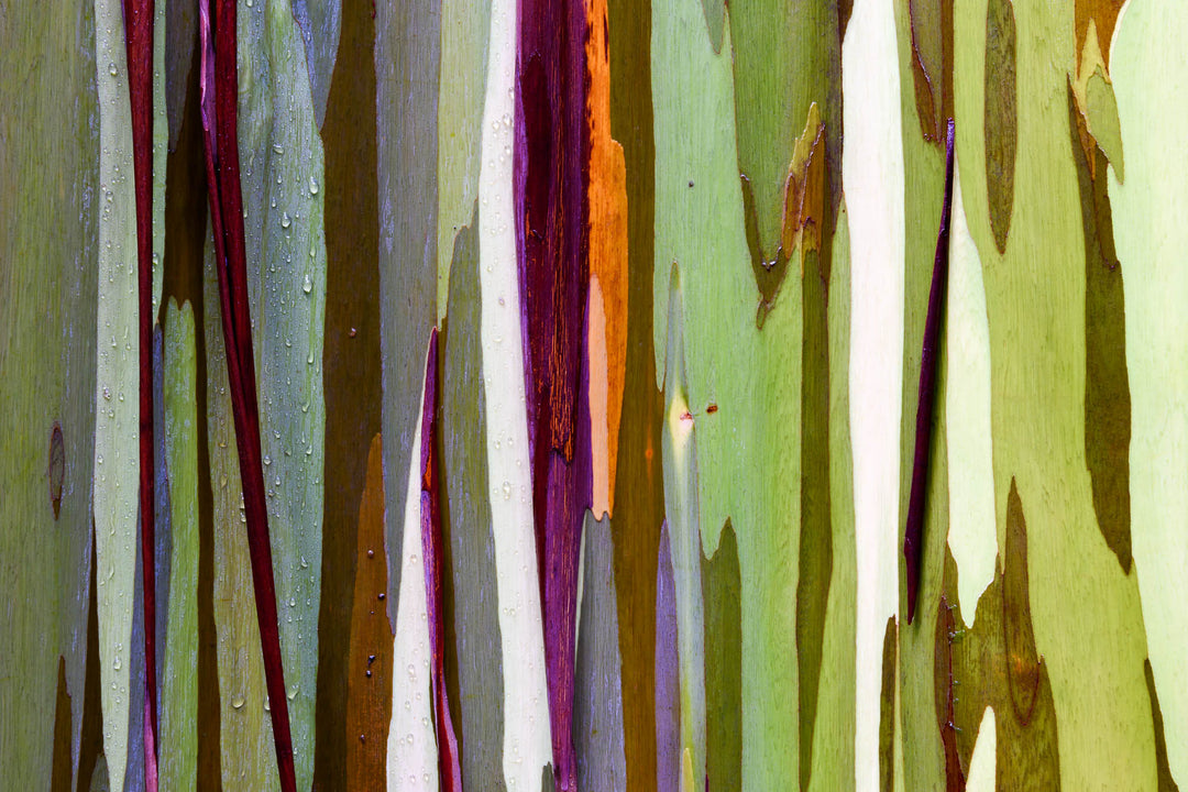 Rainbow eucalyptus bark along the Road to Hana in Maui