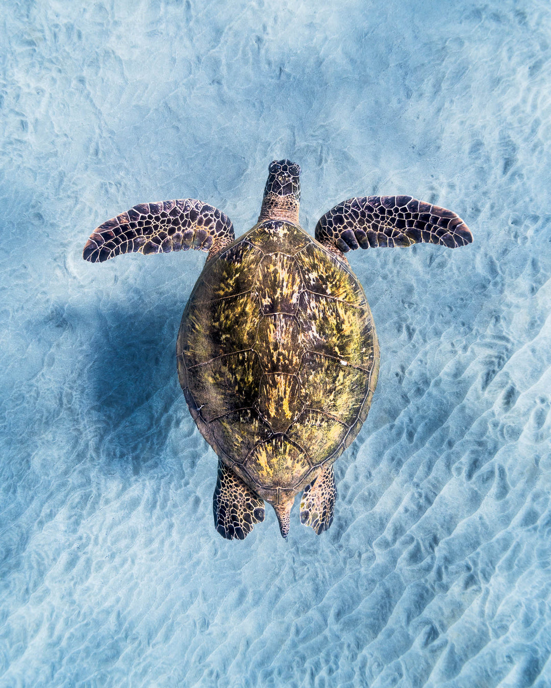 Green sea turtle off the coast of Maui