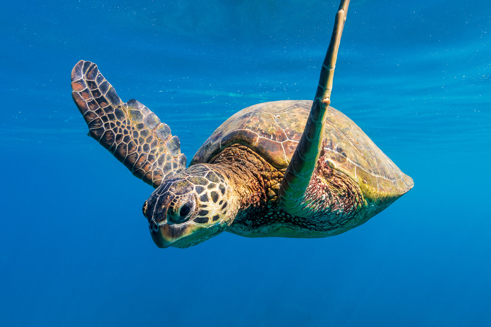 Turtle in the deep blue water off Mala Wharf