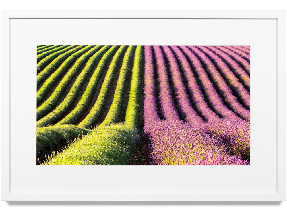 Framed print of lavender in Provence, France