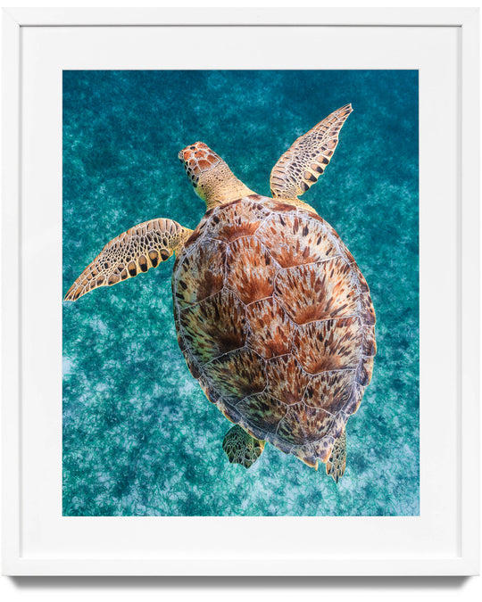 Framed photograph of a green sea turtle