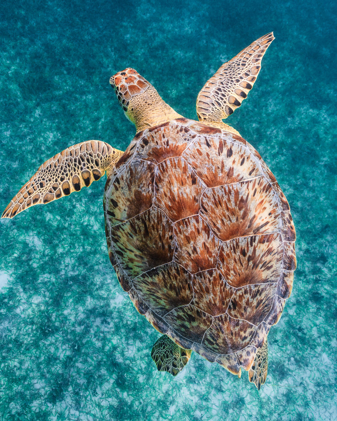 Green sea turtle off the coast of St. Thomas