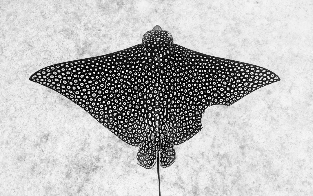 A spotted eagle ray swims off the coast of Turks and Caicos