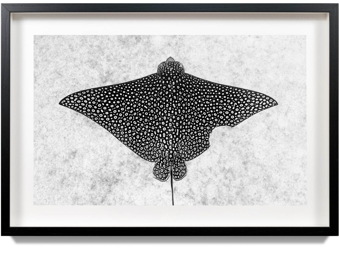 A framed photograph of a spotted eagle ray