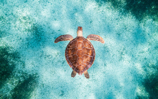 Green sea turtle in Turks & Caicos