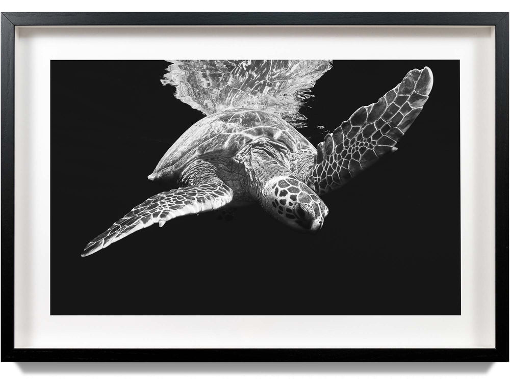 Framed print of a green sea turtle in West Maui
