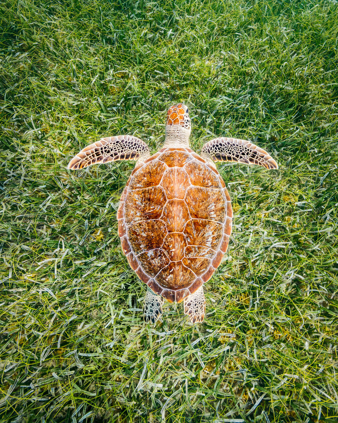 A turtle glides above a bed of sea grass in Turks and Caicos