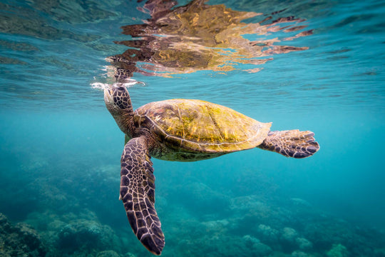 A green sea turtle rises to the surface to take a break