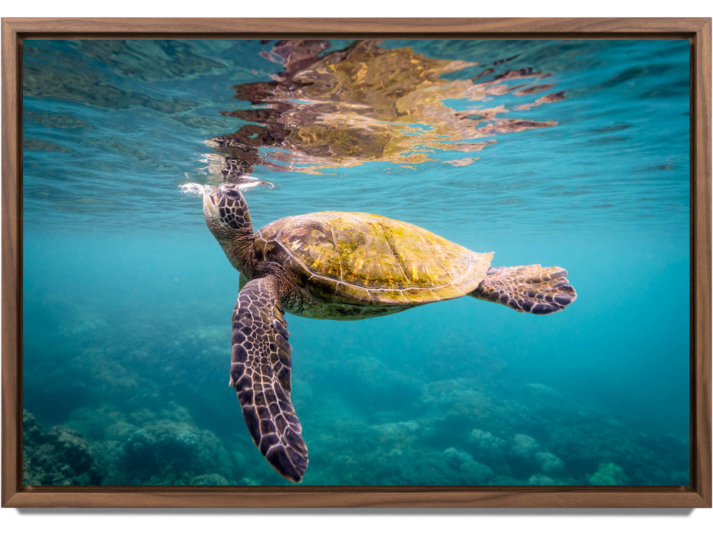 Framed print of a green sea turtle in Maui