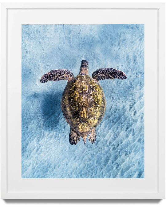 Framed print of a green sea turtle off the coast of Maui