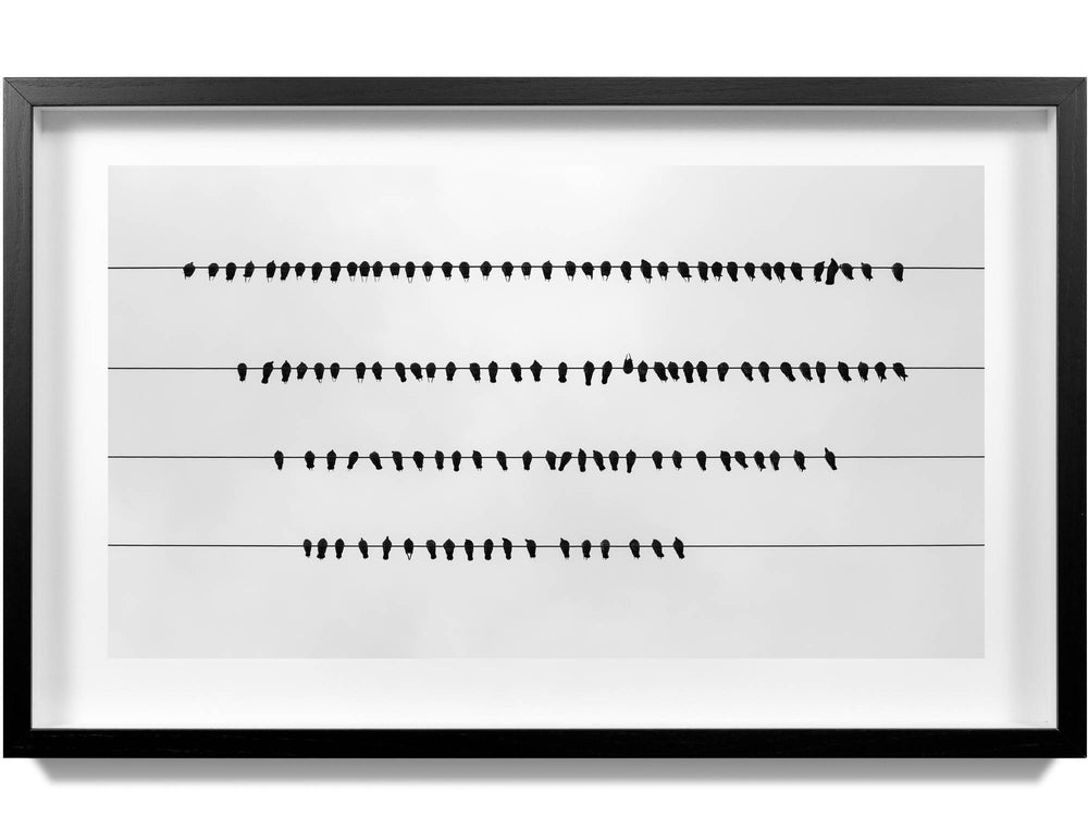 Framed prints of birds on a wire