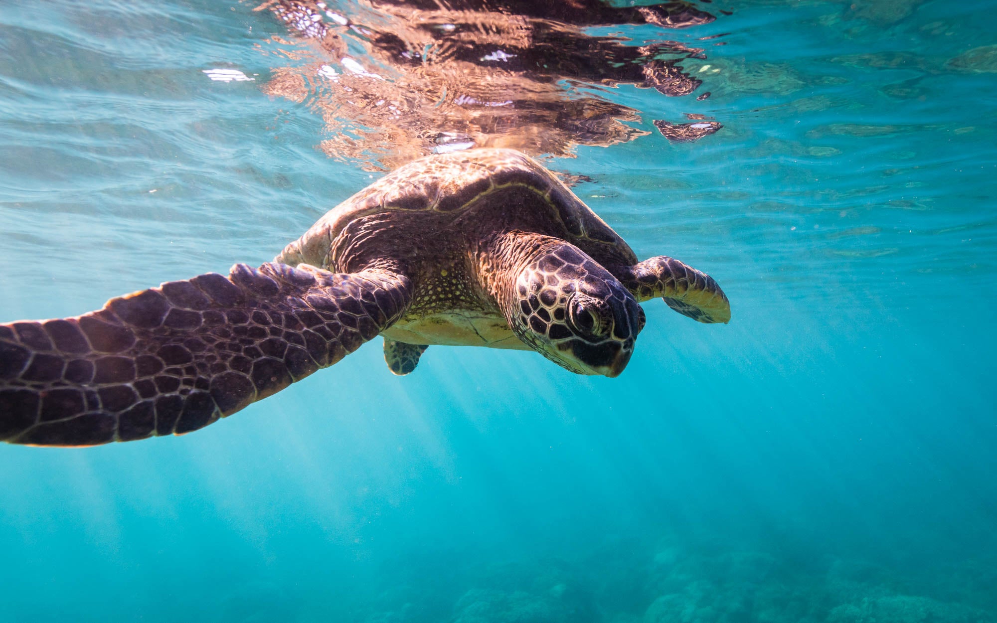 Turtle Selfie – Brandon Eicher Photography