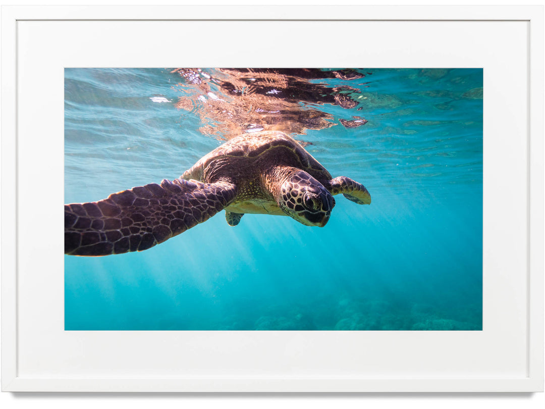 Framed print of a green sea turtle