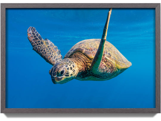 Framed print of a green sea turtle near Mala Wharf